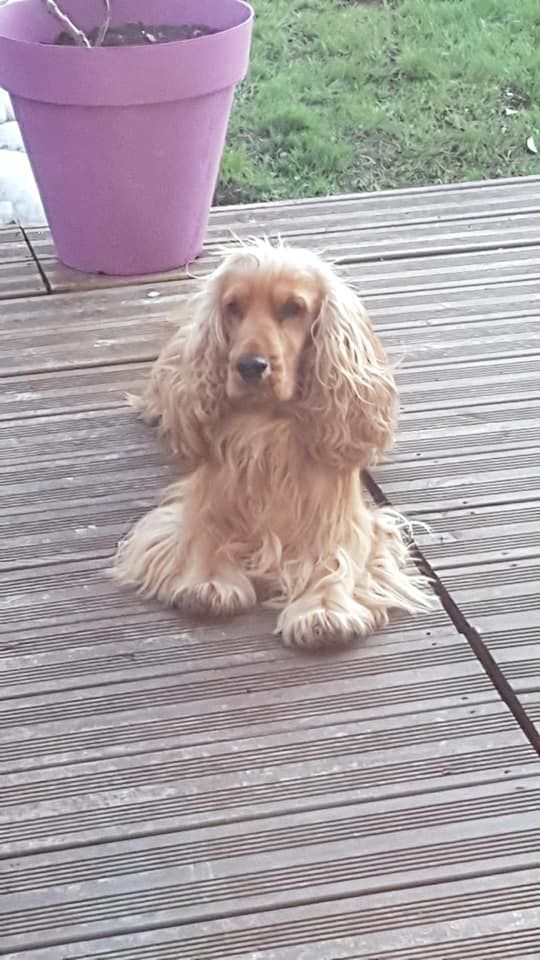 Mèden Âgan Machistador