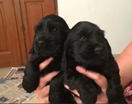 Chiots